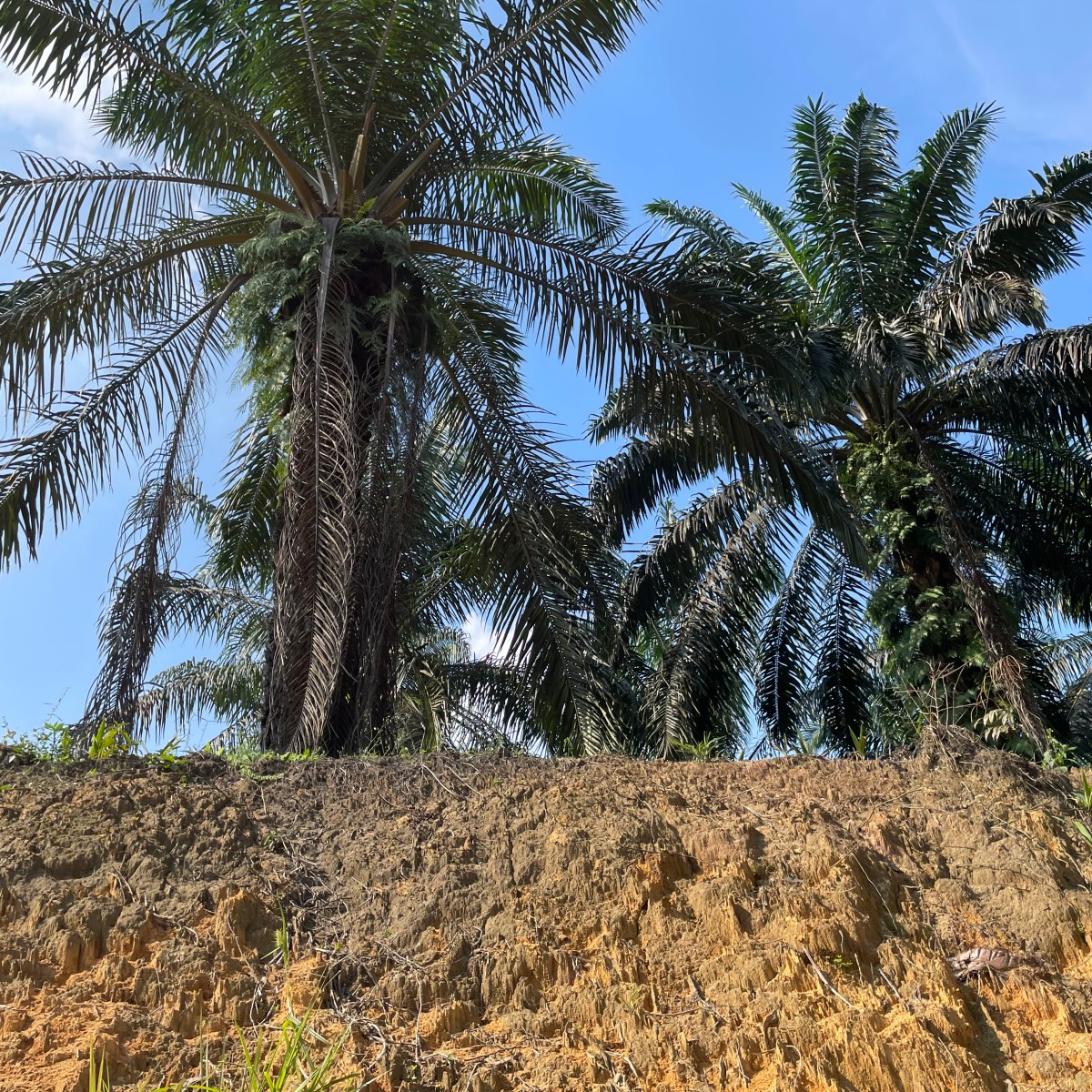 Plantation Standard Time